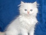 Üretim Tesisinden British Longhair Kar Beyazı Ny 33 Kızımız