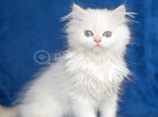 Üretim Tesisinden British Longhair Kar Beyazı Ny 33 Kızımız görsel