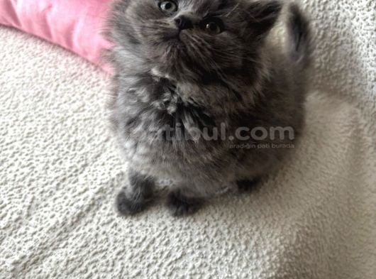 Safkan longhair yavrumuz