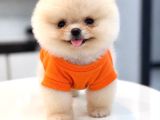 Pomeranian Boo Teacup Oğluşumuz