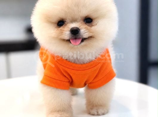 Pomeranian Boo Teacup Oğluşumuz görsel