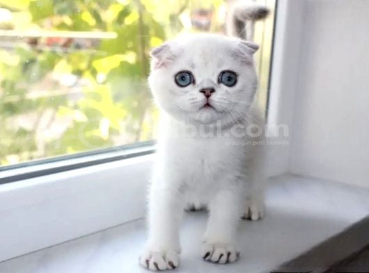 Bebek Surat Silver Scottish Fold görsel