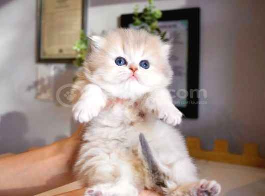 Dünya Güzeli Ay Golden British Longhair görsel