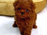 Kore Teacup Babadan Teacup Poodle Bebekler