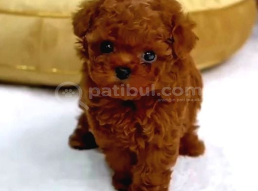 Kore Teacup Babadan Teacup Poodle Bebekler görsel