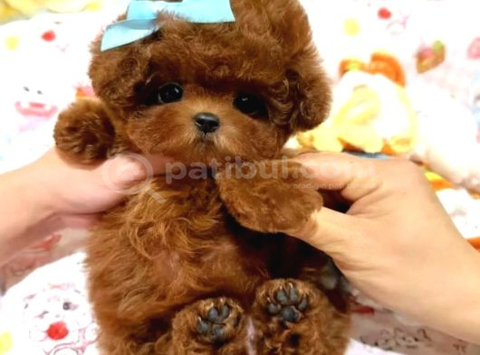 Kore Teacup Babadan Teacup Poodle Bebekler görsel