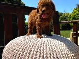 Kore Teacup Babadan Teacup Poodle Bebekler