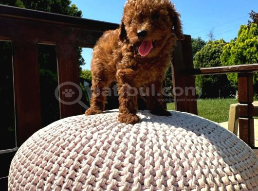 Kore Teacup Babadan Teacup Poodle Bebekler görsel