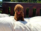 Kore Teacup Babadan Teacup Poodle Bebekler