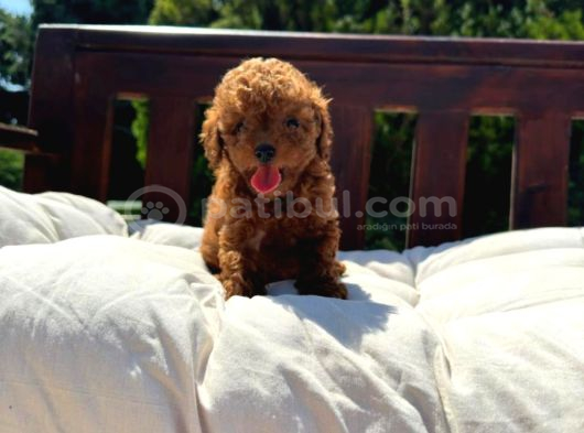 Kore Teacup Babadan Teacup Poodle Bebekler görsel