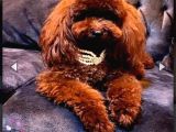 Kore teacup babadan teacup poodle bebekler