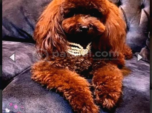 Kore teacup babadan teacup poodle bebekler