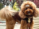 Kadife Tüy Yapılı poodle bebeklerimiz