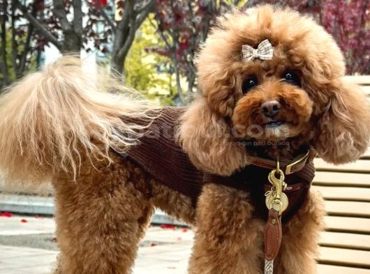 Kadife Tüy Yapılı Poodle Bebeklerimiz