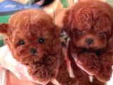 Kadife Tüy Yapılı Poodle Bebeklerimiz