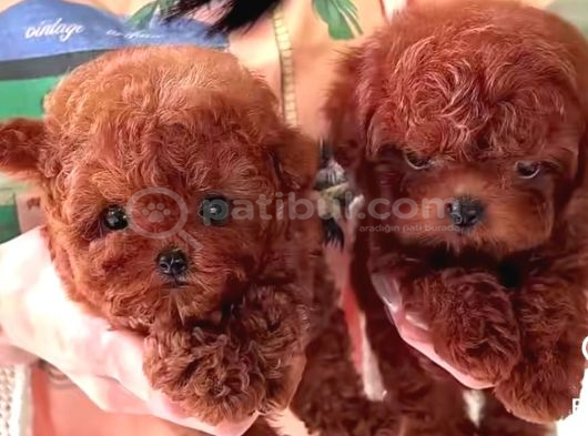 Kadife Tüy Yapılı Poodle Bebeklerimiz görsel