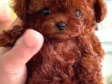 Poodle Teacup Bebeklerimiz