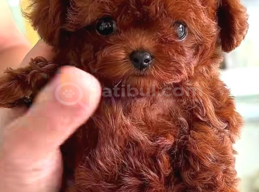Poodle Teacup Bebeklerimiz görsel