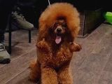 Poodle Teacup Bebeklerimiz