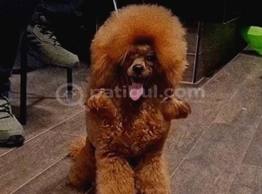 Poodle Teacup Bebeklerimiz görsel