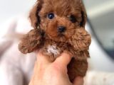 Kadife Tüy Yapılı Poodle Bebeklerimiz