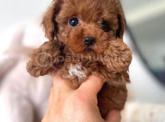 Kadife Tüy Yapılı Poodle Bebeklerimiz görsel