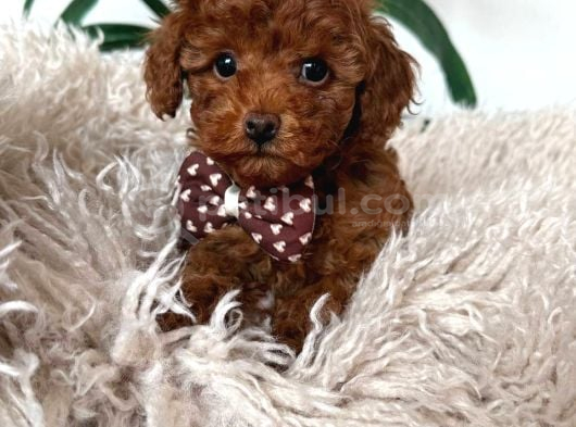 Kahve Tonlu Malti̇poo Ci̇nsi̇ Yavrular