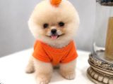 Pomeranian Boo Teacup Oğluşumuz