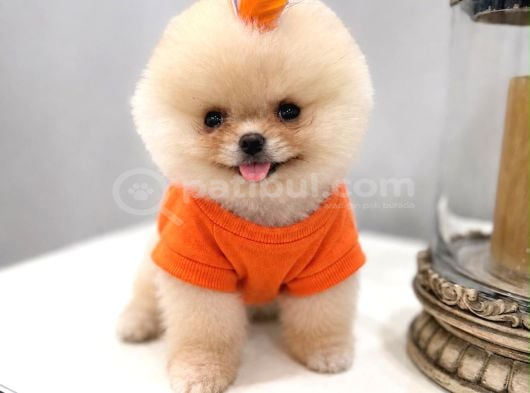 Pomeranian Boo Teacup Oğluşumuz
