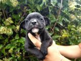 İngiliz Staffordshire Bull Terrier A Scr Li