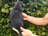 İngiliz Staffordshire Bull Terrier A Scr Li