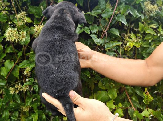 İngiliz Staffordshire Bull Terrier A Scr Li görsel