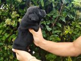 İngiliz Staffordshire Bull Terrier A Scr Li