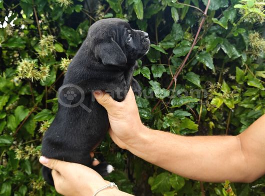 İngiliz Staffordshire Bull Terrier A Scr Li görsel