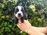 İngiliz Staffordshire Bull Terrier A Scr Li