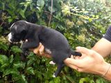 İngiliz Staffordshire Bull Terrier A Scr Li