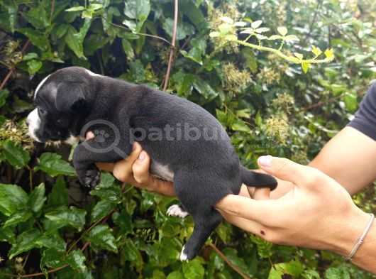 İngiliz Staffordshire Bull Terrier A Scr Li görsel
