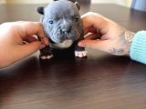 Toprak Ve Pokemon Yavruları