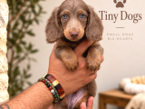 Sevimli Dachshund Sosis Köpek Yavrularımız