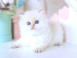 Köpük Silver British Longhair