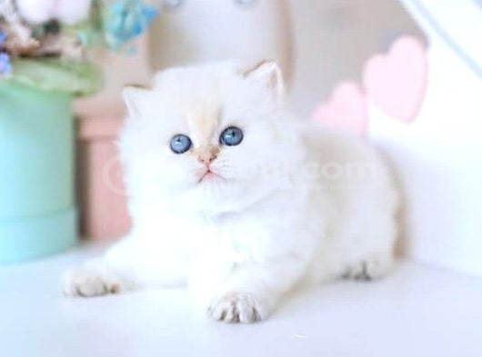 Köpük silver british longhair