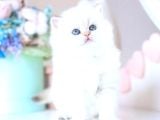 Köpük Silver British Longhair