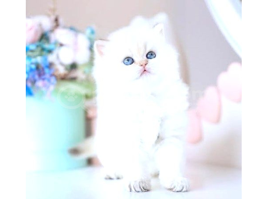 Köpük Silver British Longhair görsel