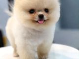 Pomeranian Boo Teacup Oğluşumuz