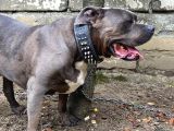 1 Buçuk Yaşında American Bully