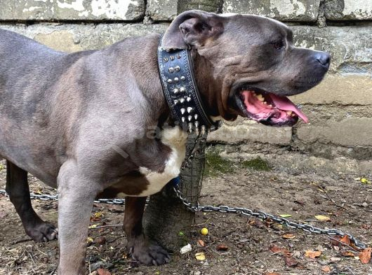 1 Buçuk Yaşında American Bully görsel