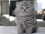 İpek Kürk Gri British Longhair