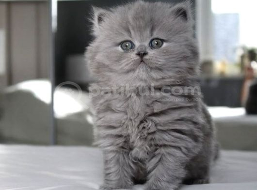 İpek kürk gri british longhair