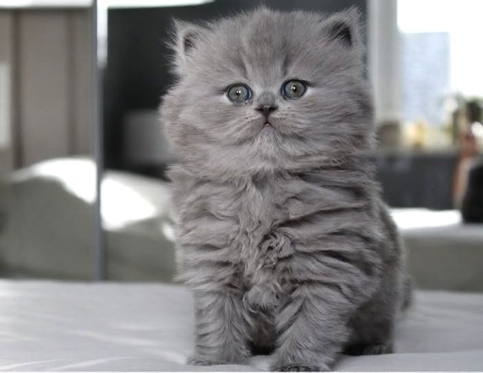 İpek Kürk Gri British Longhair