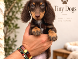 Sevimli Dachshund Sosis Köpek Yavrularımız